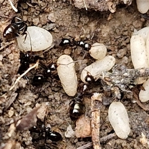 Formicidae (family) (Unidentified ant) at Goulburn, NSW by trevorpreston