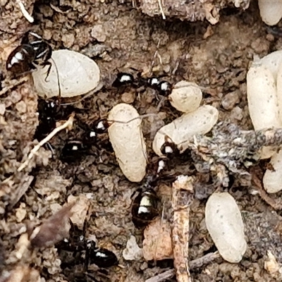 Formicidae (family) (Unidentified ant) at Goulburn, NSW - 2 Jan 2025 by trevorpreston