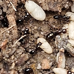 Formicidae (family) at Goulburn, NSW - 2 Jan 2025 04:56 PM