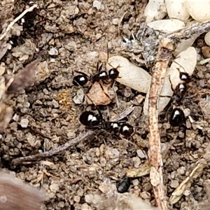 Formicidae (family) at Goulburn, NSW - 2 Jan 2025 04:56 PM