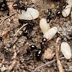 Formicidae (family) at Goulburn, NSW - 2 Jan 2025 04:56 PM