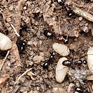 Formicidae (family) at Goulburn, NSW - 2 Jan 2025 04:56 PM