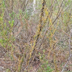 Cassytha pubescens (Devil's Twine) at Goulburn, NSW by trevorpreston