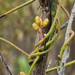 Cassytha pubescens at Goulburn, NSW - 2 Jan 2025 04:51 PM