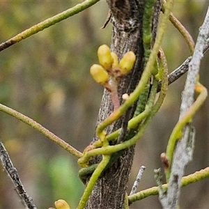 Cassytha pubescens at Goulburn, NSW - 2 Jan 2025 04:51 PM