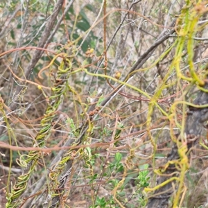 Cassytha pubescens at Goulburn, NSW - 2 Jan 2025 04:51 PM