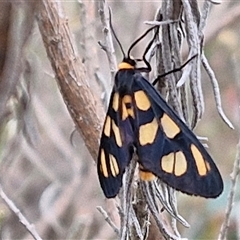 Amata (genus) (Handmaiden Moth) at Goulburn, NSW - 2 Jan 2025 by trevorpreston