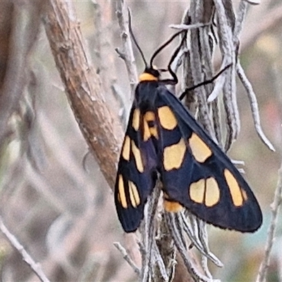 Amata (genus) (Handmaiden Moth) at Goulburn, NSW - 2 Jan 2025 by trevorpreston