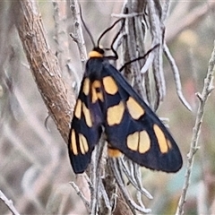 Amata (genus) at Goulburn, NSW - 2 Jan 2025 04:51 PM