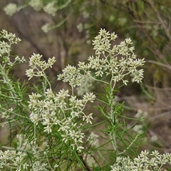 Cassinia longifolia at Goulburn, NSW - 2 Jan 2025 by trevorpreston