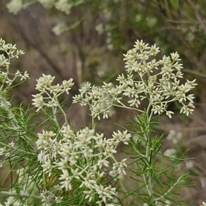 Cassinia laevis at suppressed - 2 Jan 2025