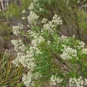 Cassinia laevis at suppressed - 2 Jan 2025