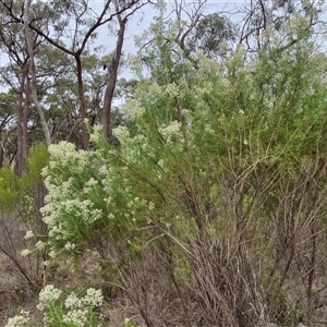 Cassinia laevis at suppressed - 2 Jan 2025