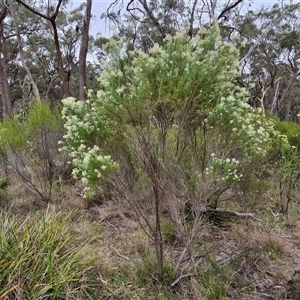 Cassinia laevis at suppressed - 2 Jan 2025