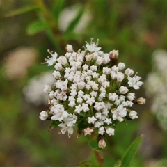 Platysace lanceolata (Shrubby Platysace) at Goulburn, NSW - 2 Jan 2025 by trevorpreston