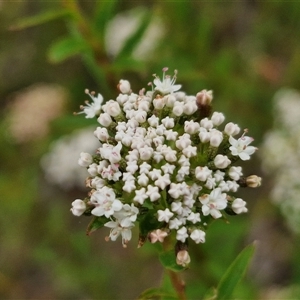 Platysace lanceolata at Goulburn, NSW - 2 Jan 2025 04:47 PM