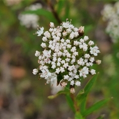 Platysace lanceolata at Goulburn, NSW - 2 Jan 2025 04:47 PM