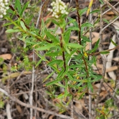 Platysace lanceolata at Goulburn, NSW - 2 Jan 2025 04:47 PM