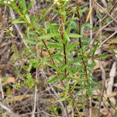 Platysace lanceolata at Goulburn, NSW - 2 Jan 2025 04:47 PM