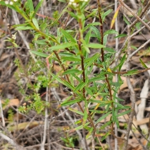 Platysace lanceolata at Goulburn, NSW - 2 Jan 2025 04:47 PM