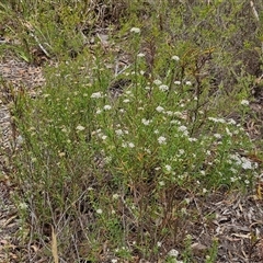 Platysace lanceolata at Goulburn, NSW - 2 Jan 2025 04:47 PM