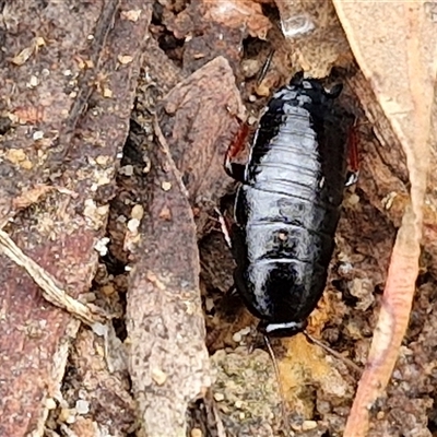 Platyzosteria melanaria at Goulburn, NSW - 2 Jan 2025 by trevorpreston