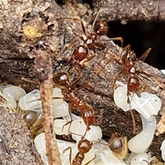 Aphaenogaster longiceps (Funnel ant) at Goulburn, NSW - 2 Jan 2025 by trevorpreston