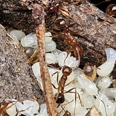 Aphaenogaster longiceps at Goulburn, NSW - 2 Jan 2025 04:44 PM