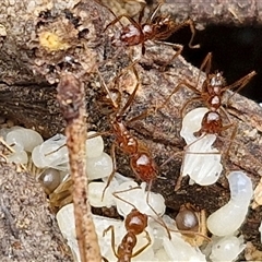 Aphaenogaster longiceps at Goulburn, NSW - 2 Jan 2025