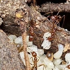 Aphaenogaster longiceps at Goulburn, NSW - 2 Jan 2025 04:44 PM