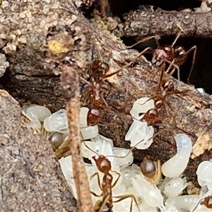 Aphaenogaster longiceps at Goulburn, NSW - 2 Jan 2025