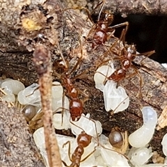 Aphaenogaster longiceps at Goulburn, NSW - 2 Jan 2025 04:44 PM