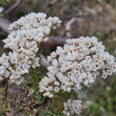 Ozothamnus diosmifolius (Rice Flower, White Dogwood, Sago Bush) at Goulburn, NSW - 2 Jan 2025 by trevorpreston