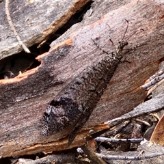 Glenoleon pulchellus (Antlion lacewing) at Goulburn, NSW - 2 Jan 2025 by trevorpreston