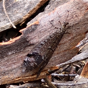 Glenoleon pulchellus at Goulburn, NSW - 2 Jan 2025