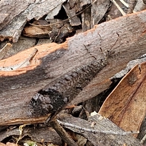 Glenoleon pulchellus at Goulburn, NSW - 2 Jan 2025