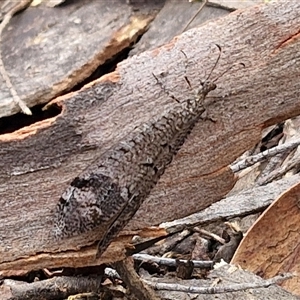 Glenoleon pulchellus at Goulburn, NSW - 2 Jan 2025