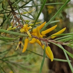 Persoonia linearis (Narrow-leaved Geebung) at Goulburn, NSW - 2 Jan 2025 by trevorpreston