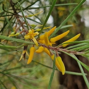 Persoonia linearis at Goulburn, NSW - 2 Jan 2025