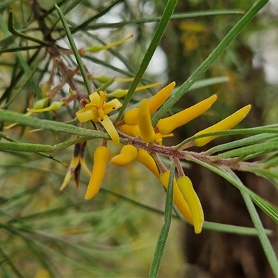 Persoonia linearis (Narrow-leaved Geebung) at Goulburn, NSW - 2 Jan 2025 by trevorpreston