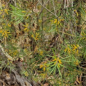 Persoonia linearis at Goulburn, NSW - 2 Jan 2025