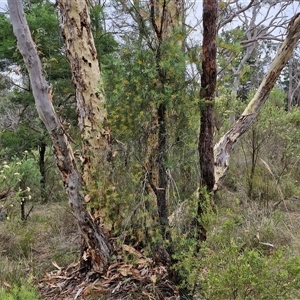 Persoonia linearis at Goulburn, NSW - 2 Jan 2025