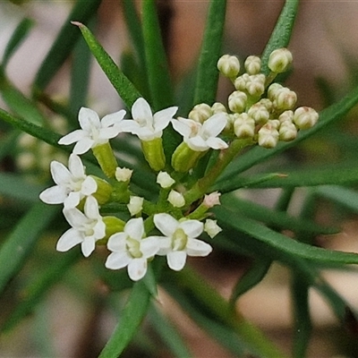 Platysace ericoides at Goulburn, NSW - 2 Jan 2025 by trevorpreston