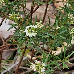 Platysace ericoides at Goulburn, NSW - 2 Jan 2025 04:31 PM