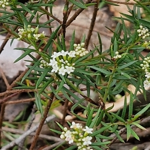 Platysace ericoides at Goulburn, NSW - 2 Jan 2025 04:31 PM