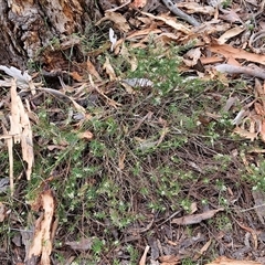 Platysace ericoides at Goulburn, NSW - 2 Jan 2025 04:31 PM