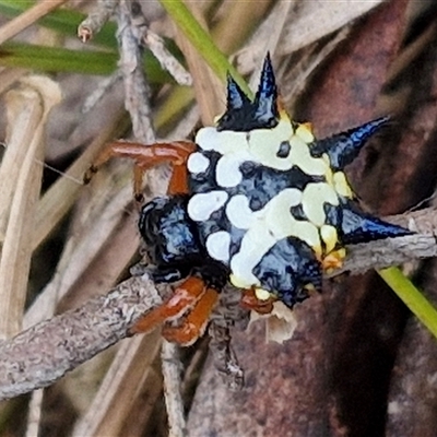 Austracantha minax (Christmas Spider, Jewel Spider) at Goulburn, NSW - 2 Jan 2025 by trevorpreston