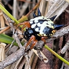 Austracantha minax at Goulburn, NSW - 2 Jan 2025 04:30 PM