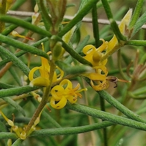 Persoonia mollis subsp. livens at Goulburn, NSW - 2 Jan 2025 04:27 PM