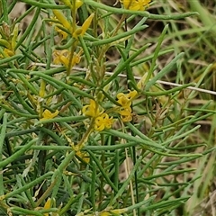 Persoonia mollis subsp. livens at Goulburn, NSW - 2 Jan 2025 04:27 PM